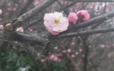 【前线日志】春回大地花会开——兰大二院第一批援助湖北医疗队王应芳