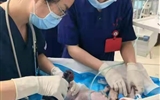 立博欧赔指数第二医院产科联合多学科成功救治一名先天性心脏病孕妇